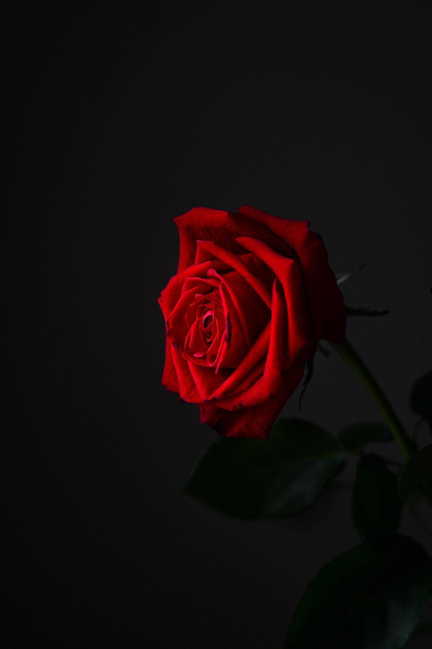 Bar Rose のイメージ